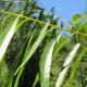 lanceolate green leaves on a willow branch