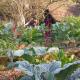 A colourful low maintenance garden
