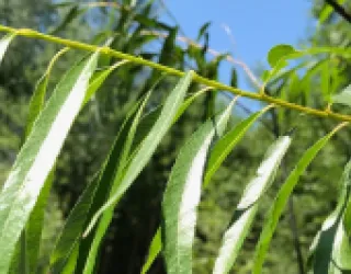 lanceolate green leaves on a willow branch