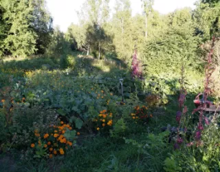 Beyond Buckthorns main permaculture garden
