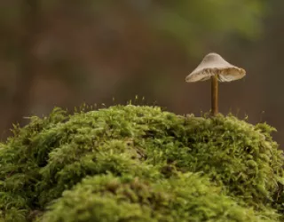 Permaculture design, education, events