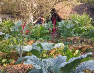 The self sufficient garden