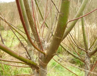 Pollarded white willow (Salix alba)