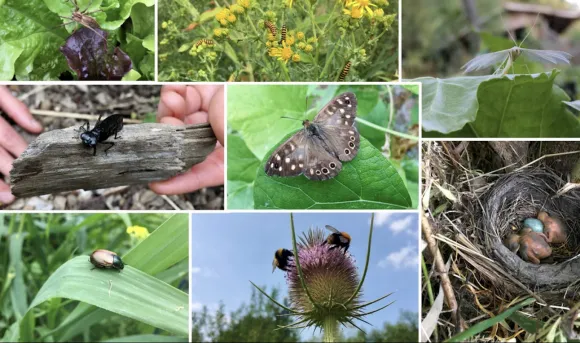 several images of aspects of the garden including insects, plants and a bird nest 