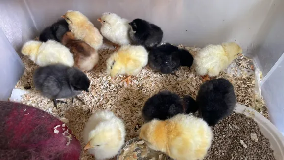 Chicks first box chicks in a box