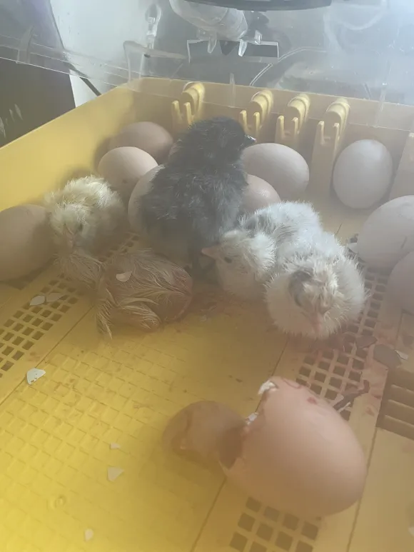 Chicks hatching in incubator chicks in incubator