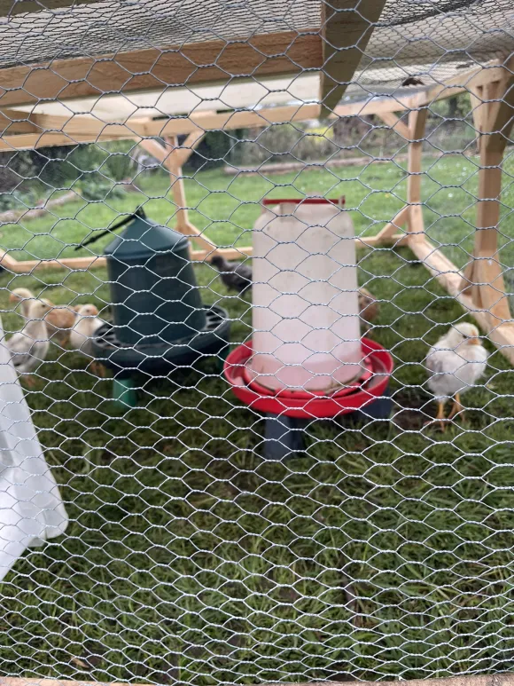 Happy chicks happy and safe chicks