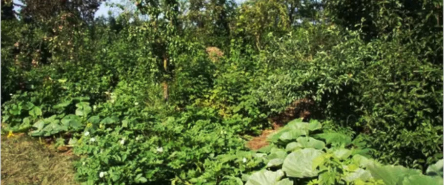 Wir planen gemeinsam einen essbaren Waldgarten in der Uckermark
