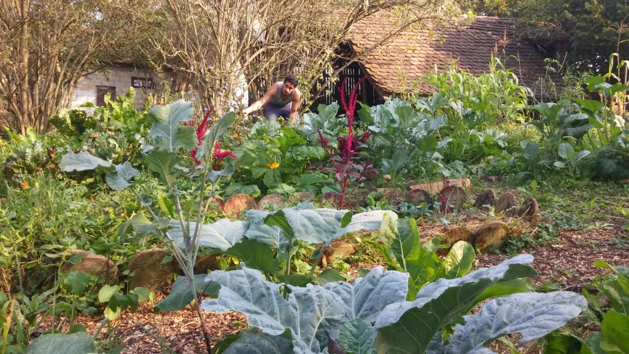 A colourful low maintenance garden