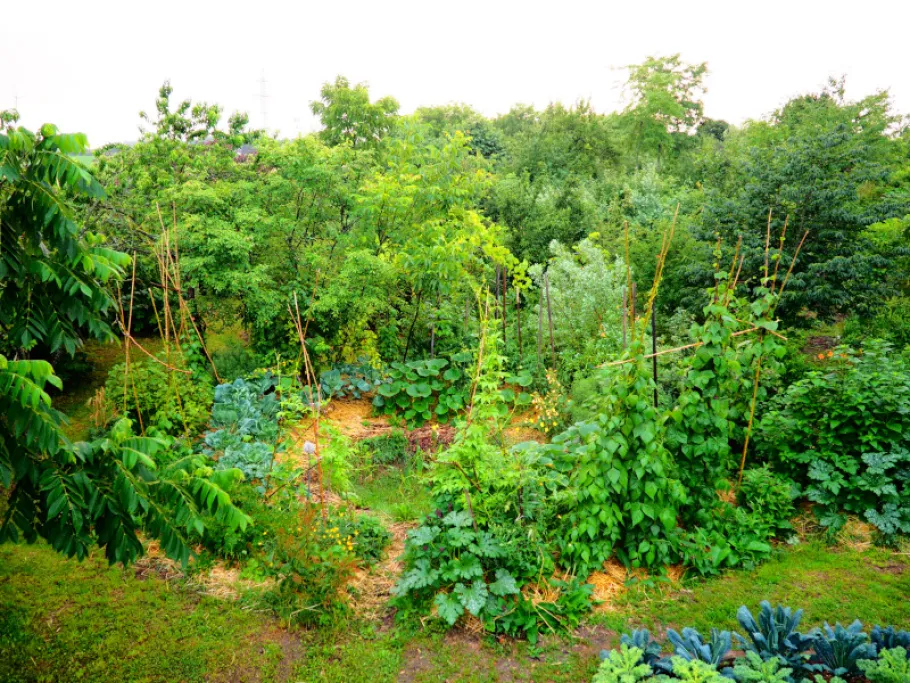 Kraterbeet am Rande unseres essbaren Waldgartens