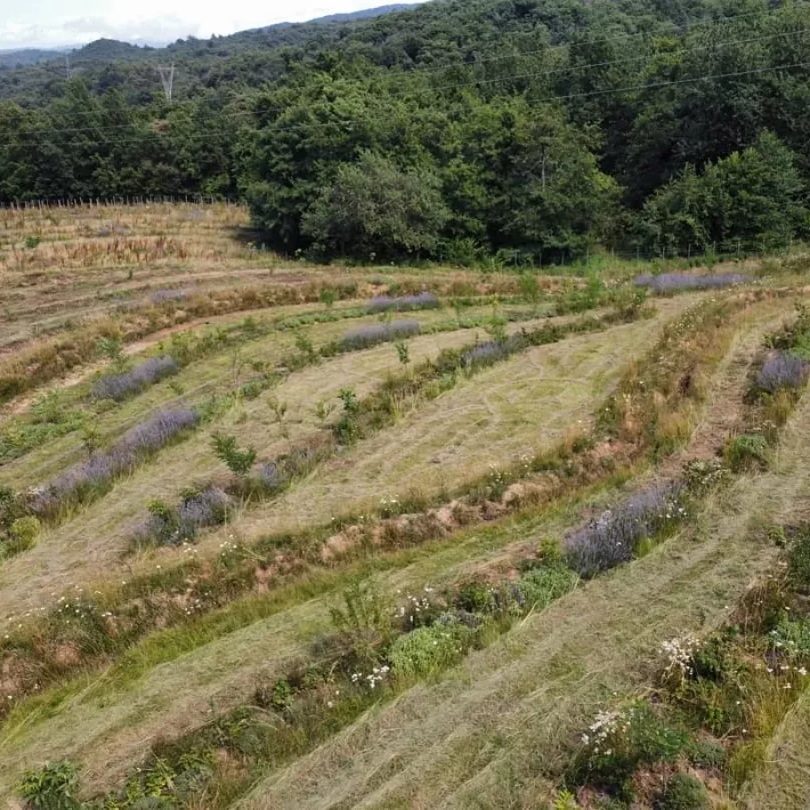 Syntropic permaculture system in Italy