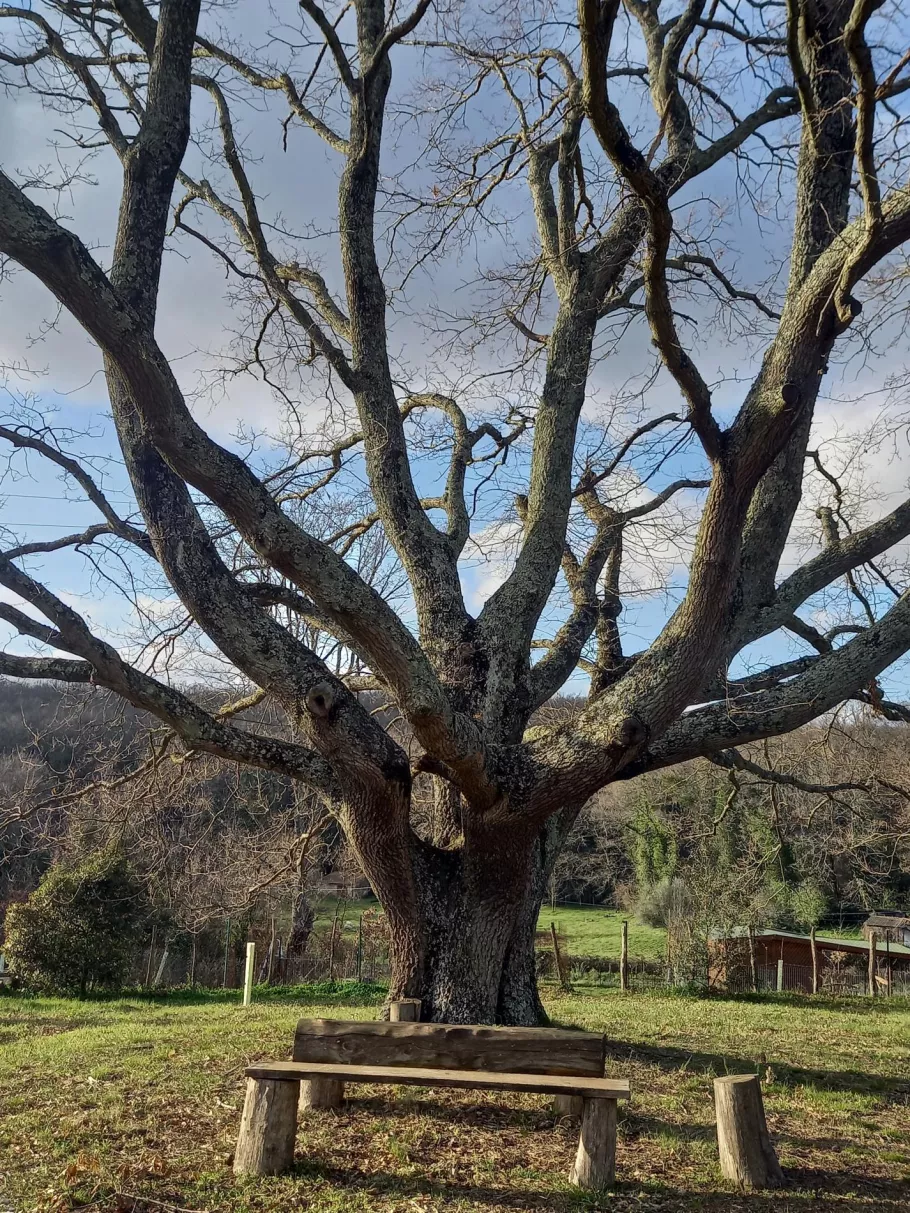 This oak tree was born before Napoleon