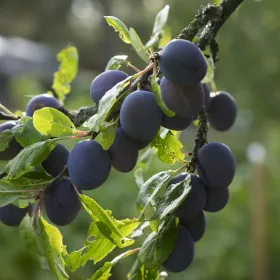 Beyond Buckthorns - plums