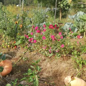 Polyculture