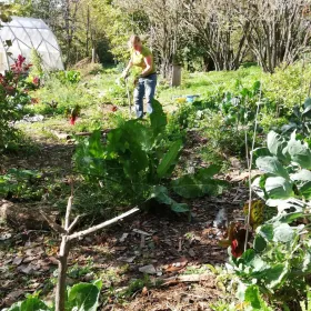 The permaculture greenhouse