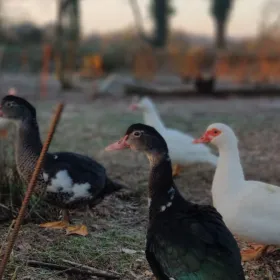 duck are part of our integrated system