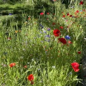 planting for biodiversity