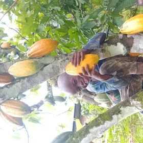 Permaculture organic and regenerative farming practices improves soil health and cocoa productivity. Permaculture improves cocoa productivity and performance. Organic and regenerative farming practices by PEACE Foundation increased farmer smiles in less than a year of practice in Bundibugyo district westrern Uganda. Bundibugyo district is the leading producer of organic cocao (chocolate) beans in Uganda. .