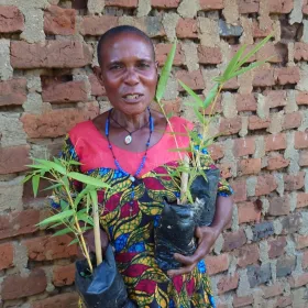 A female community member receiving bamboo seedlings from PEACE Foundation. Promoting bamboo growing to save and restore collapsing ecosystems in western Uganda.