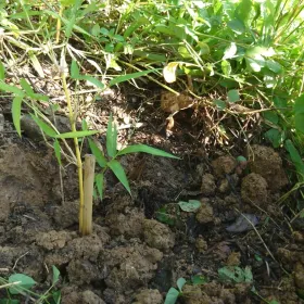 Restore bamboo project progress at community level. Monitoring survival rate of planted bamboo project.