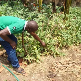 Beneficiary of PEACE Foundation permmacuture trainings demonstrating vegetable gardening for food and nuttrition in Harugale sub county, Semuliki High Sxchool. Farmers practicing permaculture in their compounds fetch vegetables from permaculture zone 1.