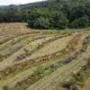 Syntropic permaculture system in Italy