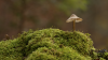 Permaculture design, education, events