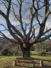 This oak tree was born before Napoleon