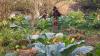 The self sufficient garden