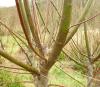 Pollarded white willow (Salix alba)